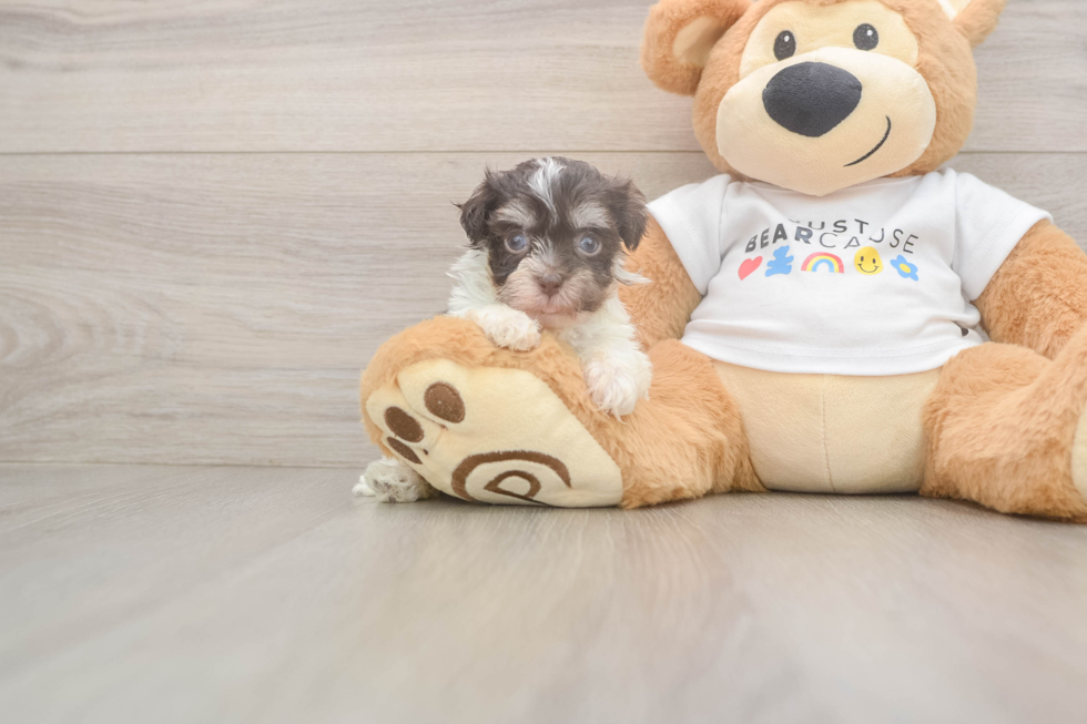 Best Havanese Baby