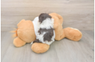 Popular Havanese Baby