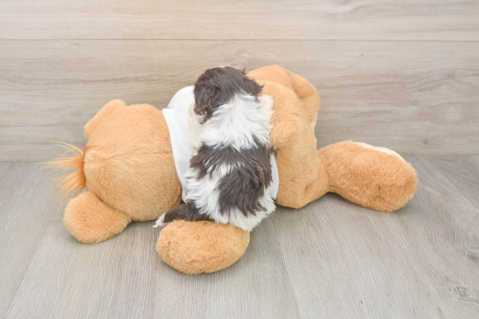 Popular Havanese Baby