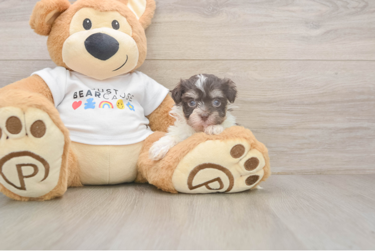 Akc Registered Havanese Baby