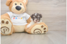 Akc Registered Havanese Baby