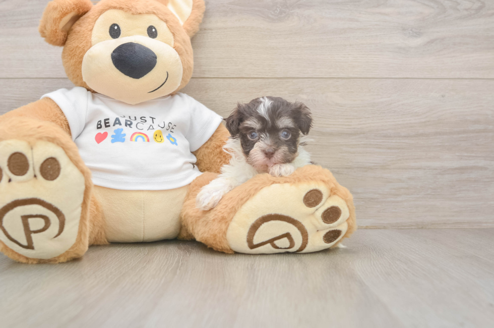 8 week old Havanese Puppy For Sale - Lone Star Pups