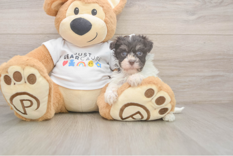 Best Havanese Baby