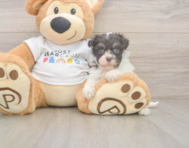 8 week old Havanese Puppy For Sale - Lone Star Pups