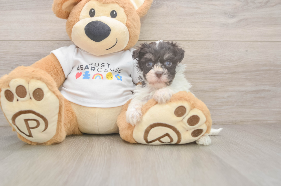 6 week old Havanese Puppy For Sale - Lone Star Pups