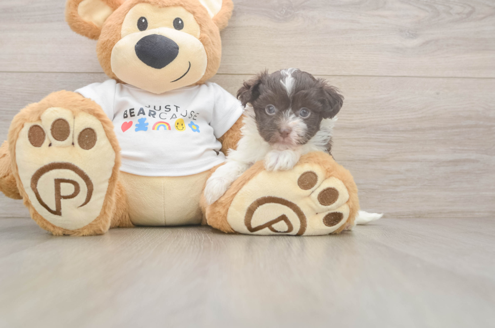 6 week old Havanese Puppy For Sale - Lone Star Pups