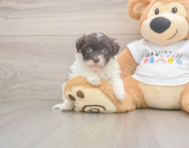 8 week old Havanese Puppy For Sale - Lone Star Pups