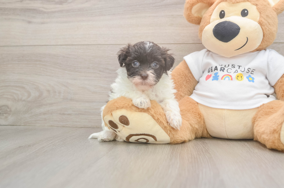 6 week old Havanese Puppy For Sale - Lone Star Pups