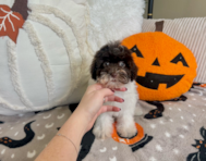 9 week old Havanese Puppy For Sale - Lone Star Pups