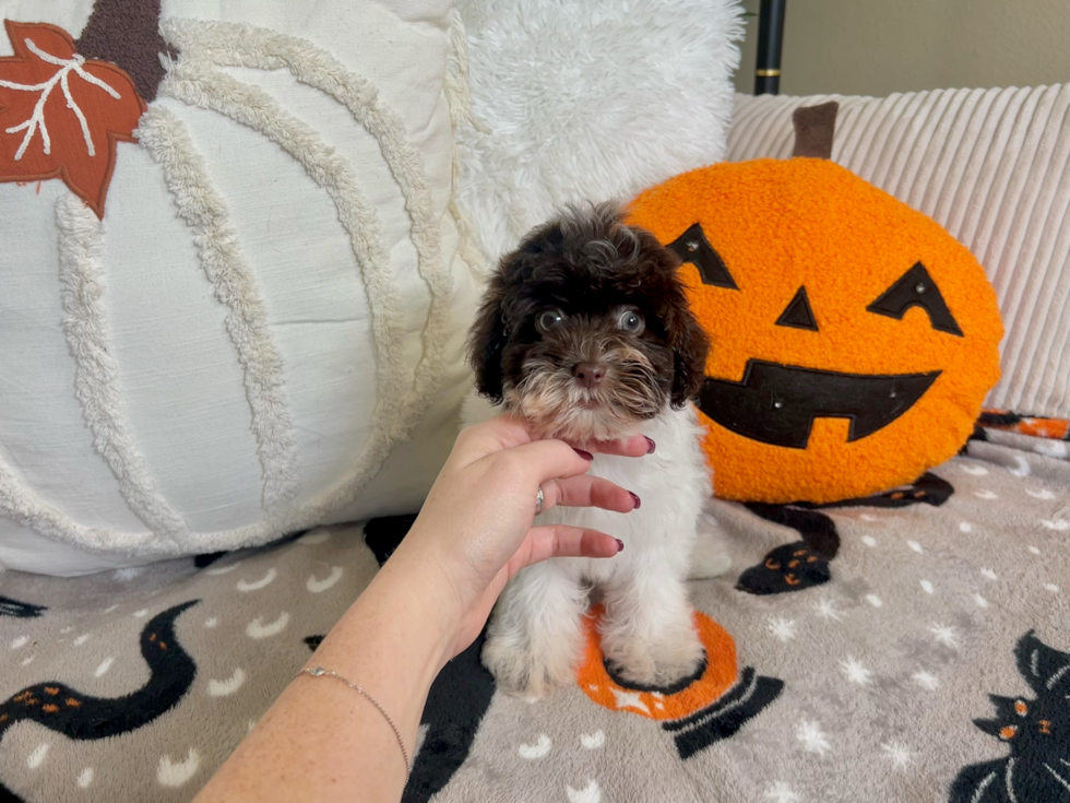 Havanese Pup Being Cute
