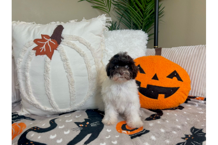 Cute Havanese Purebred Pup