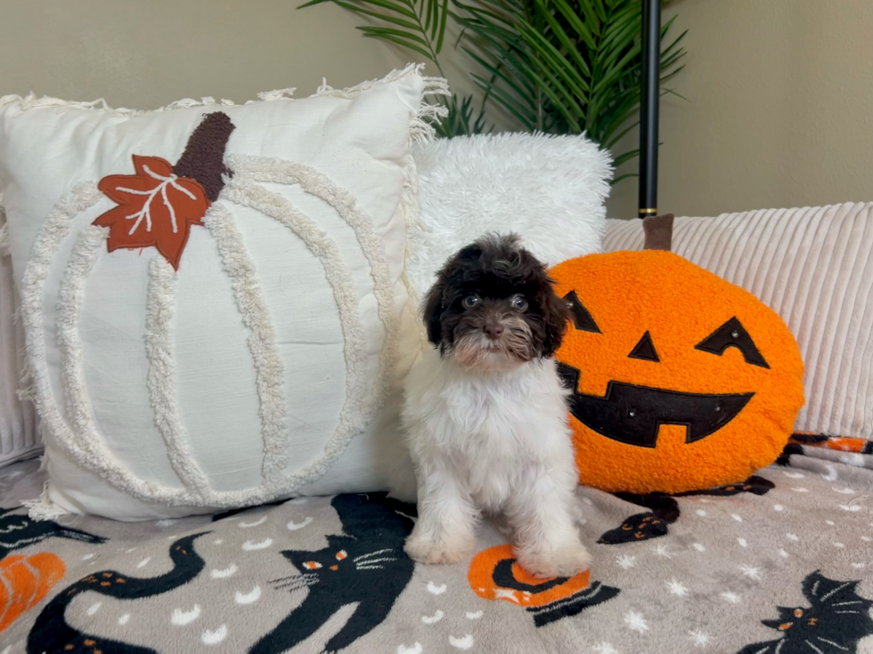 Cute Havanese Purebred Pup
