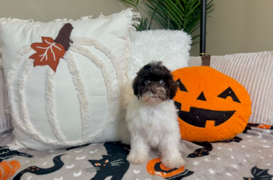 9 week old Havanese Puppy For Sale - Lone Star Pups Cute Havanese Purebred Pup