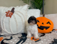 9 week old Havanese Puppy For Sale - Lone Star Pups 9 week old Havanese Puppy For Sale - Lone Star Pups