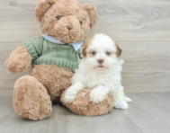 8 week old Havanese Puppy For Sale - Lone Star Pups