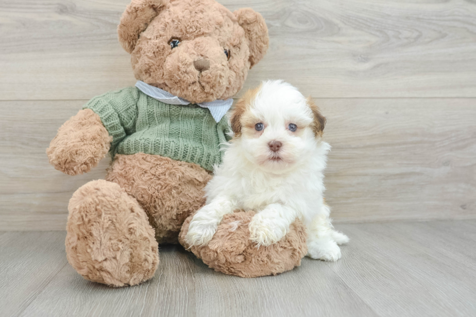 Playful Havanese Baby