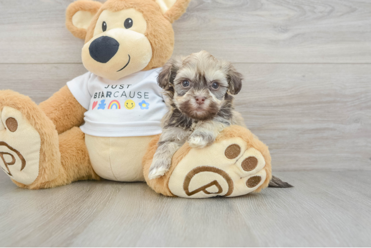Havanese Pup Being Cute