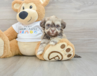 5 week old Havanese Puppy For Sale - Lone Star Pups