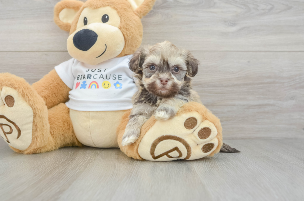 6 week old Havanese Puppy For Sale - Lone Star Pups