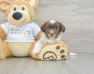 6 week old Havanese Puppy For Sale - Lone Star Pups