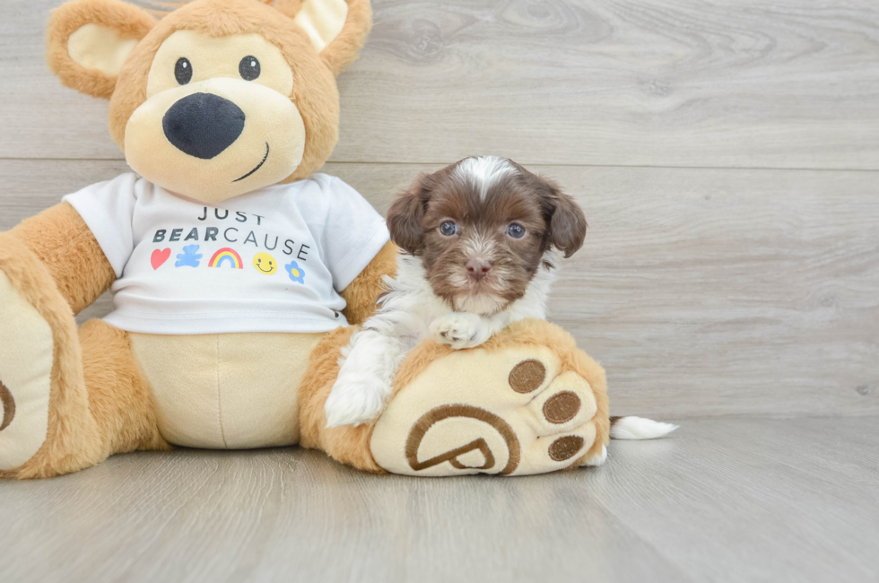 6 week old Havanese Puppy For Sale - Lone Star Pups