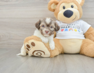 6 week old Havanese Puppy For Sale - Lone Star Pups