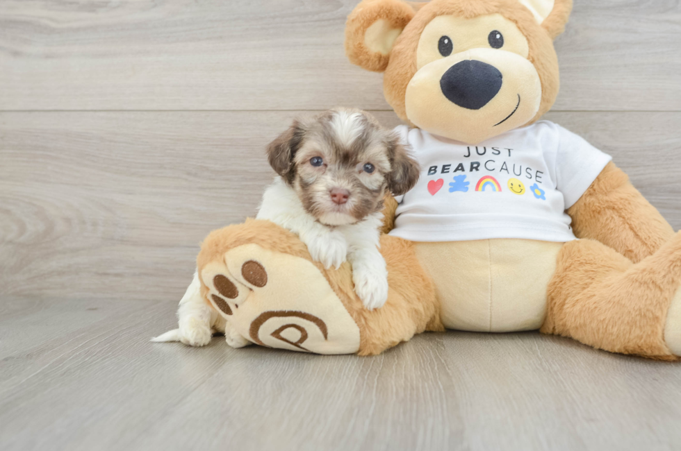 6 week old Havanese Puppy For Sale - Lone Star Pups