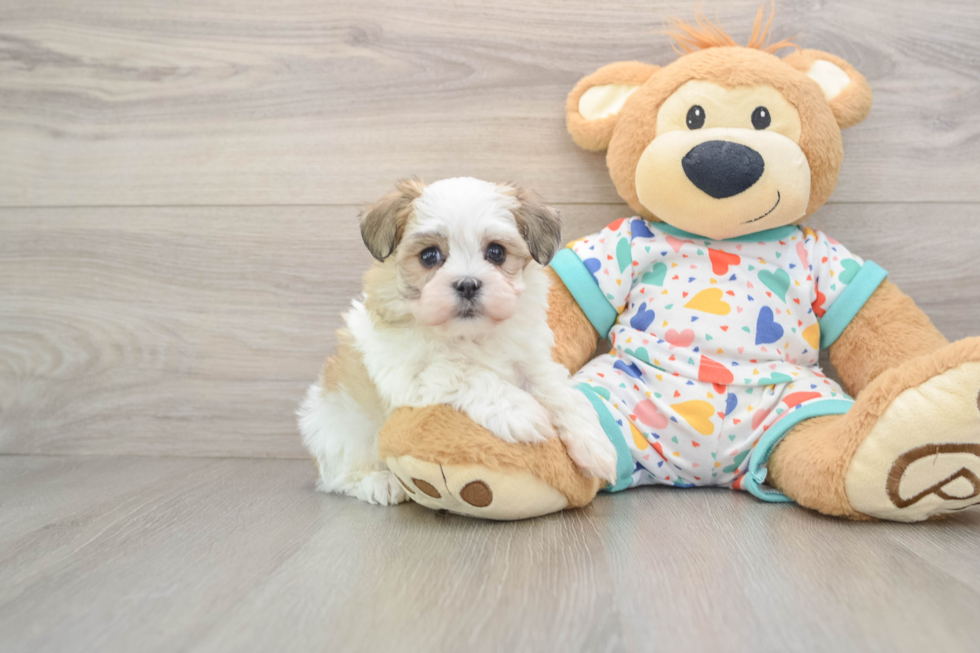 Funny Havanese Baby