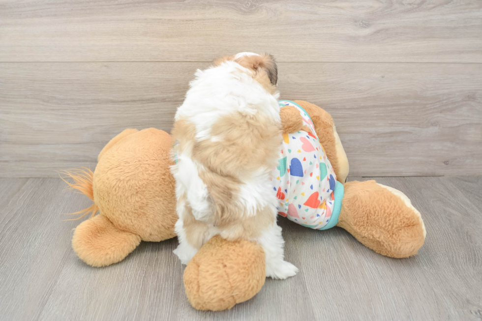 Havanese Puppy for Adoption