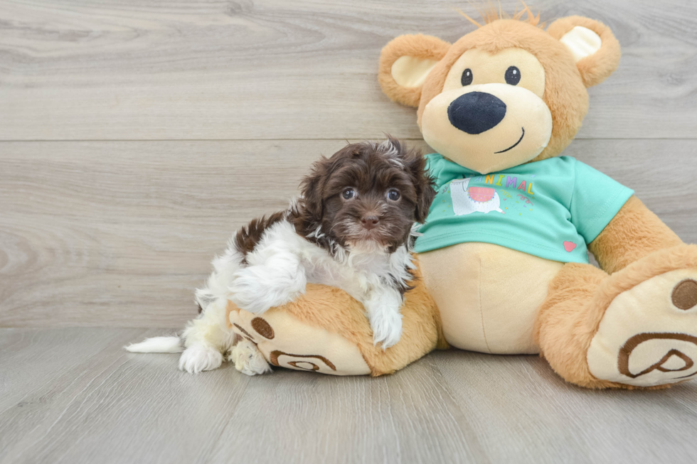 Small Havanese Purebred Pup