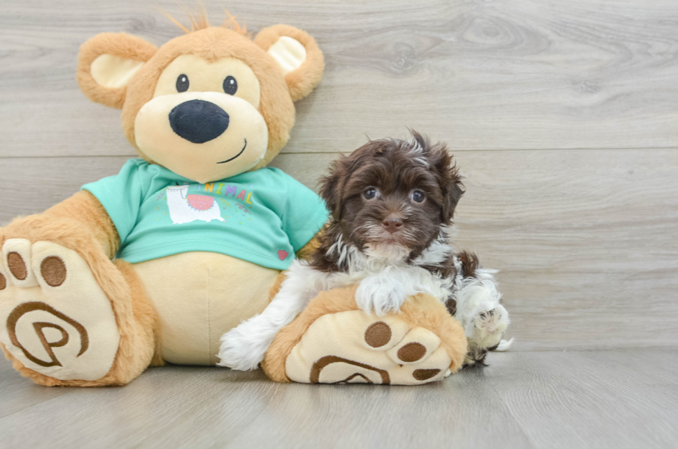 6 week old Havanese Puppy For Sale - Lone Star Pups