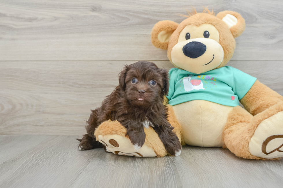 Havanese Pup Being Cute