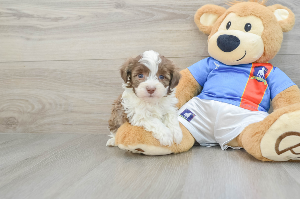 5 week old Havanese Puppy For Sale - Lone Star Pups