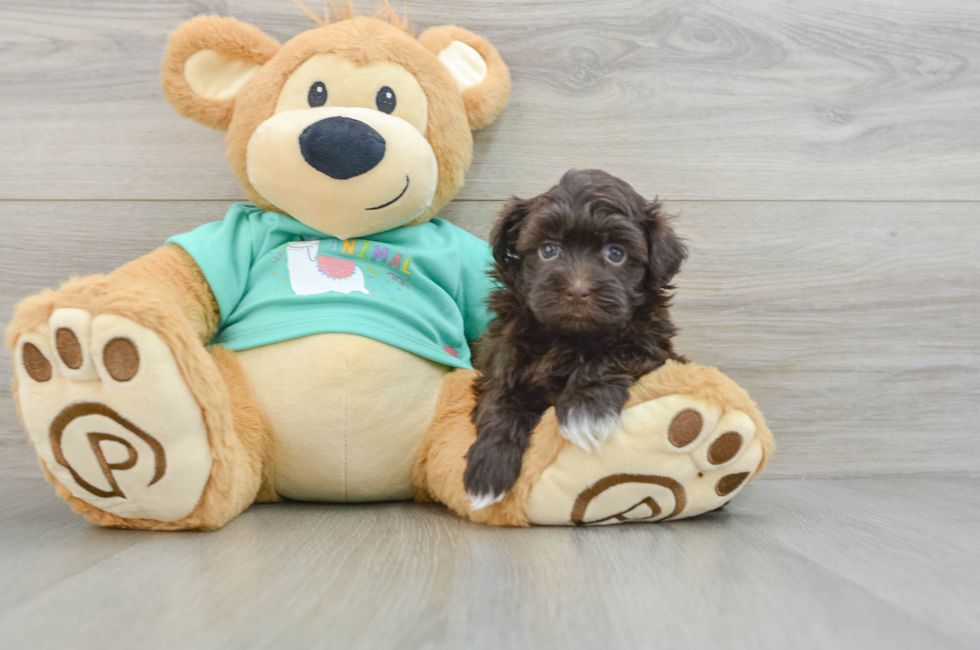 6 week old Havanese Puppy For Sale - Lone Star Pups