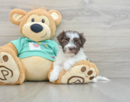 8 week old Havanese Puppy For Sale - Lone Star Pups