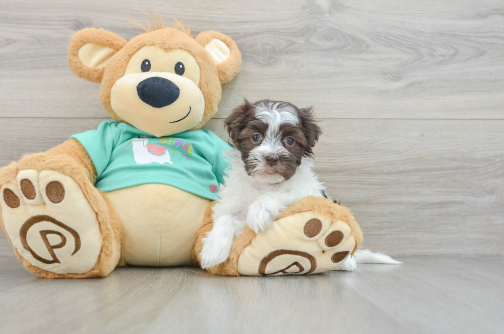 6 week old Havanese Puppy For Sale - Lone Star Pups