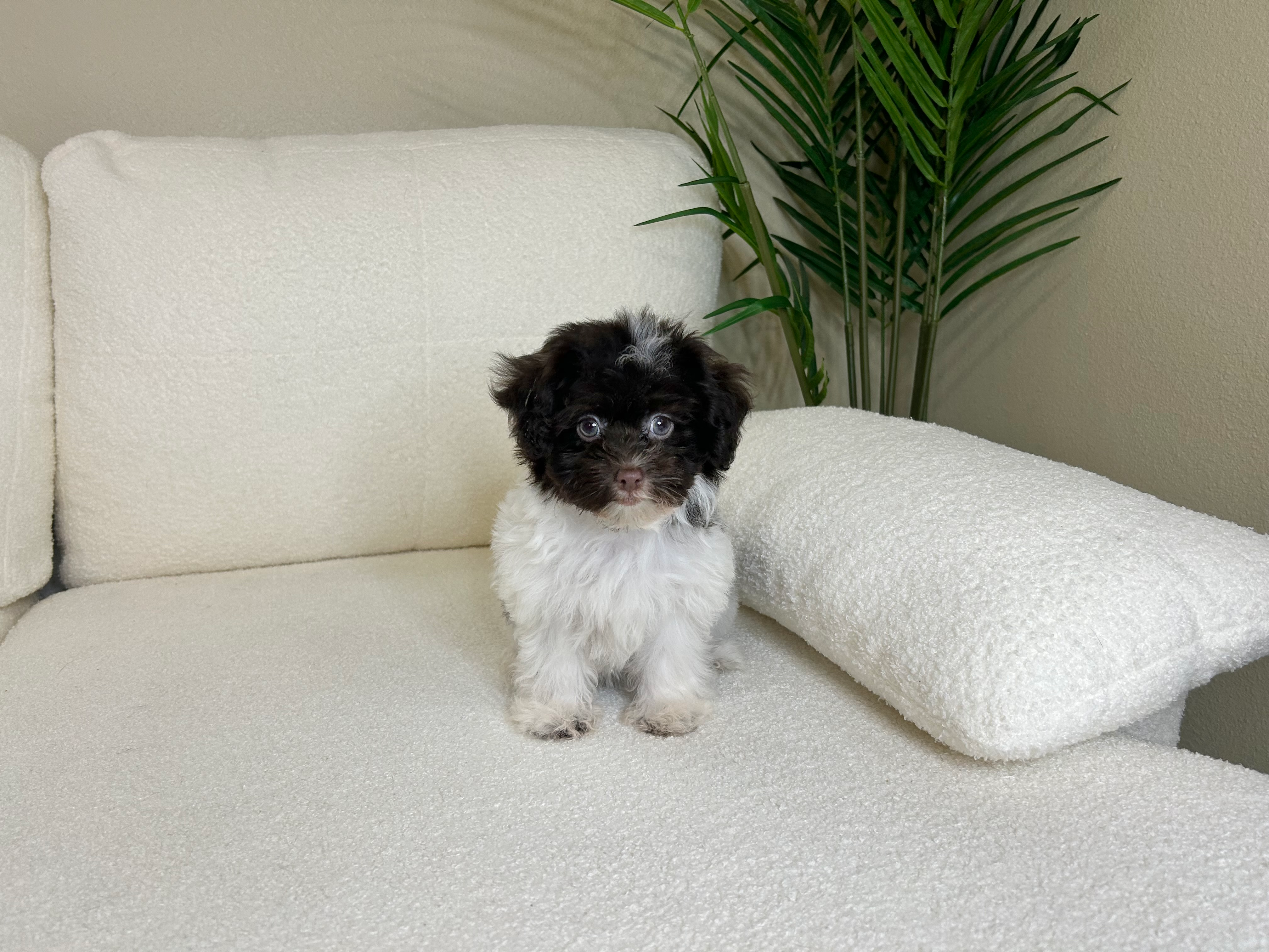 Cute Havanese Purebred Puppy
