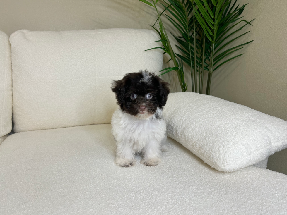 Cute Havanese Purebred Puppy