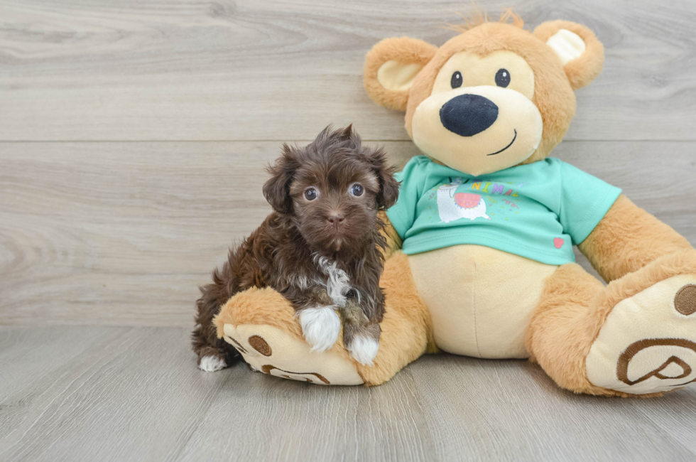 6 week old Havanese Puppy For Sale - Lone Star Pups