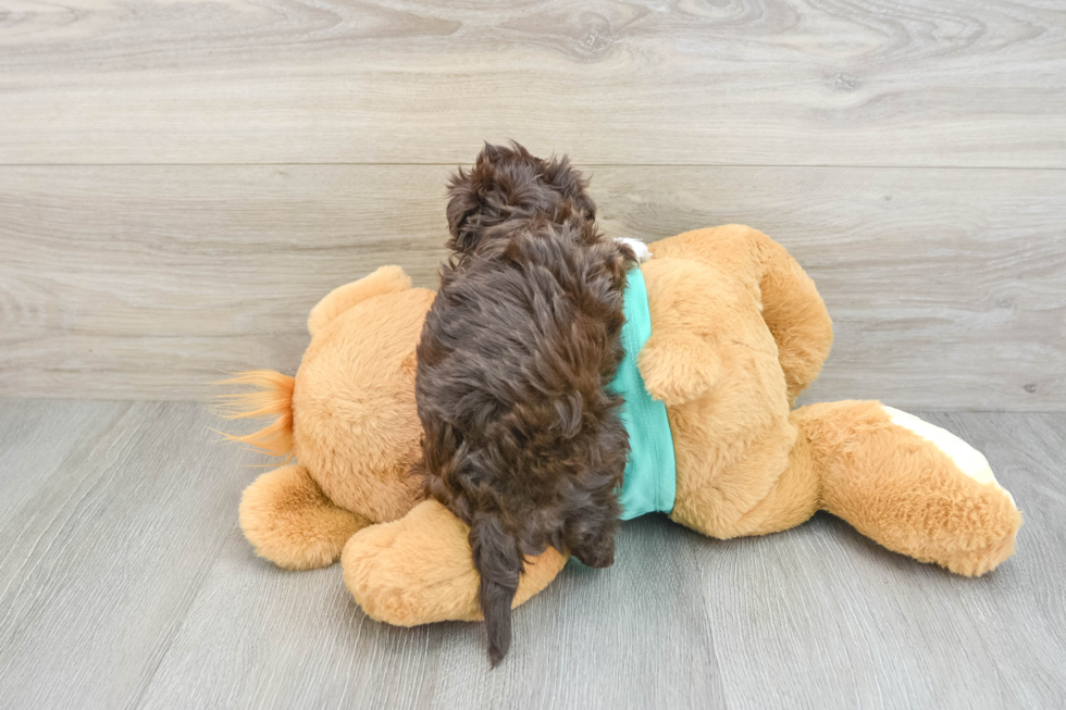 Havanese Puppy for Adoption