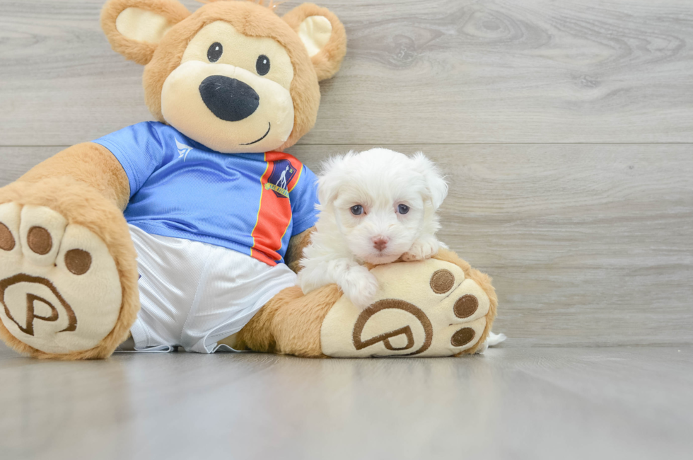 5 week old Havanese Puppy For Sale - Lone Star Pups