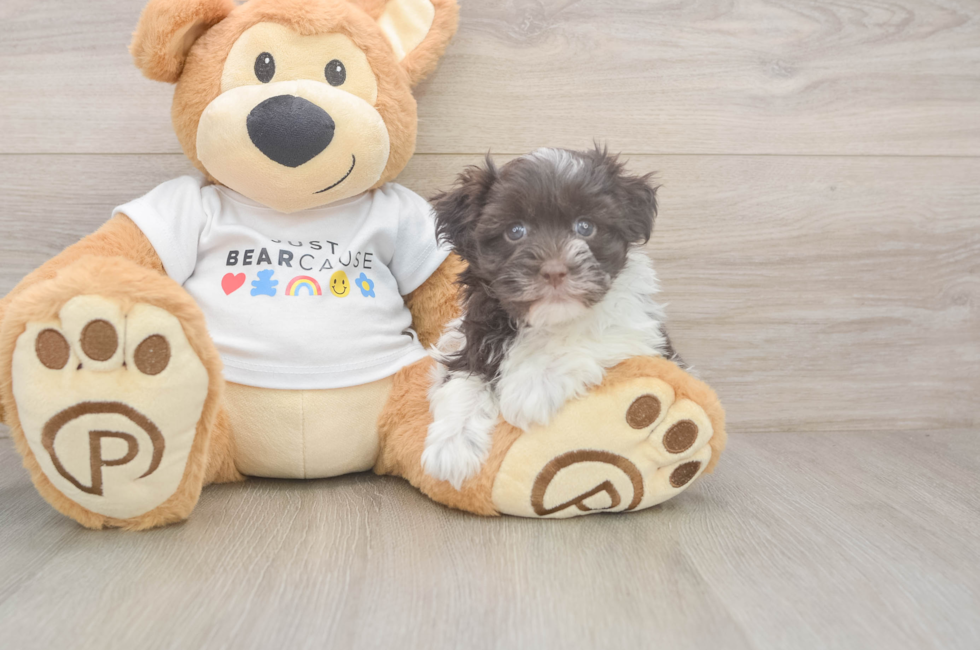 6 week old Havanese Puppy For Sale - Lone Star Pups