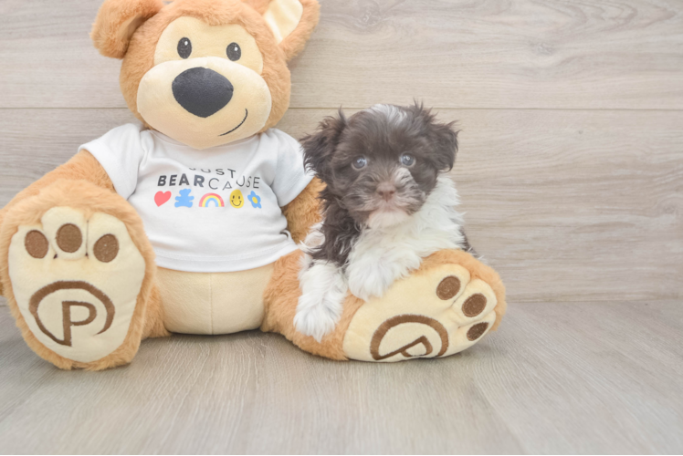 Meet Tandy - our Havanese Puppy Photo  1/3 - Lone Star Pups Havanese Pup Being Cute