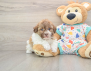 5 week old Havanese Puppy For Sale - Lone Star Pups