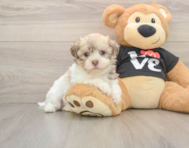 5 week old Havanese Puppy For Sale - Lone Star Pups