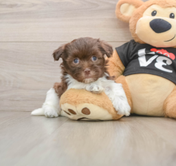 5 week old Havanese Puppy For Sale - Lone Star Pups