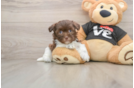 Funny Havanese Baby
