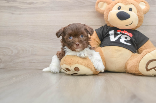Funny Havanese Baby