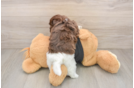Playful Havanese Purebred Pup