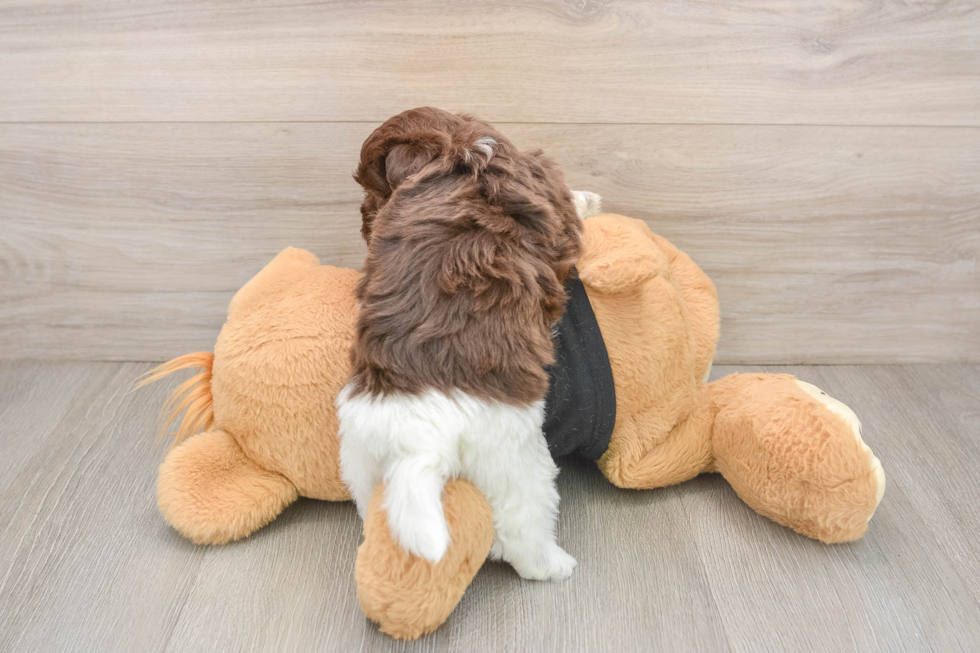Playful Havanese Purebred Pup